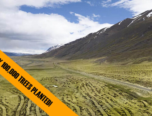 100,000 TREES PLANTED – ICELAND